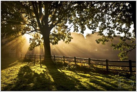 11 Best Images About Trees And Sun Rays On Pinterest