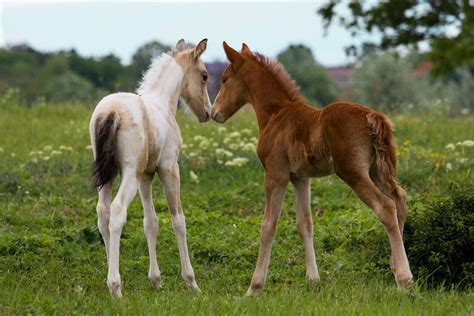 Horse That Gave Birth To Identical Twins Has Another Set Of Twins 18