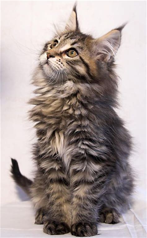 Beautiful Maine Coon Cats And Kittens On Pinterest