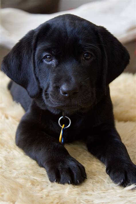 Baby Haisley Black Lab Puppy Black Labby Love Pinterest