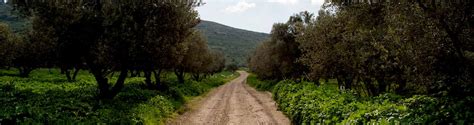 Jesus Trail Hiking Package From Nazareth Abraham Tour