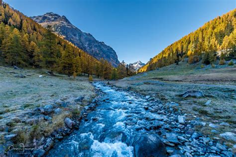 Natürlich kann man im schweizer nationalpark auch viele pflanzen und tiere beobachten. Schweizer Nationalpark / Graubünden - danitaiani ...