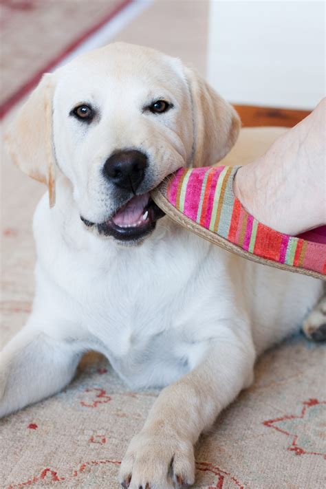 Puppyhood Made Easy For New Owners Beyond Puppy Training Basics — The