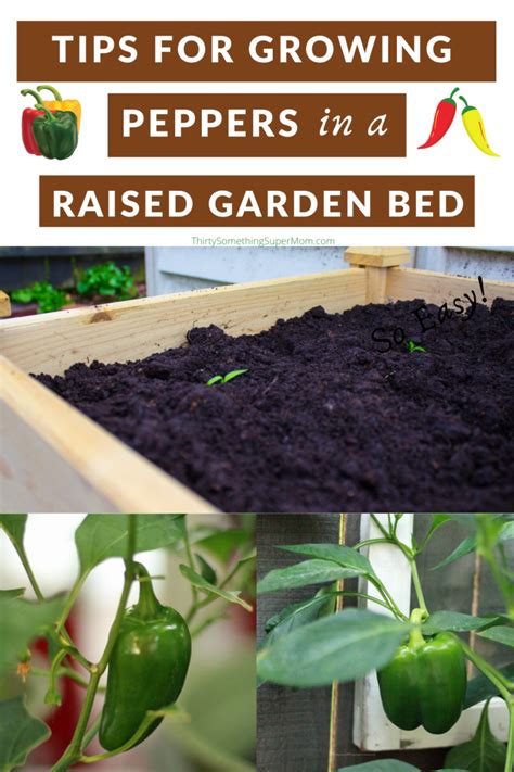 Tips For Growing Peppers In A Yaheetech Raised Garden Bed
