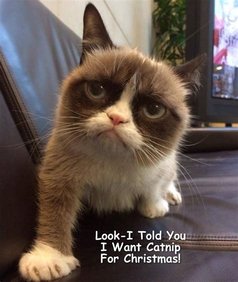 Grumpy Cat Memes By Gary Graefen