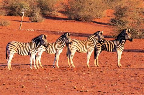 Kalahari Desert In 2020 Wildlife Animals Namibia