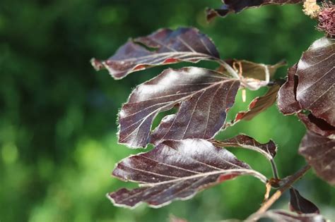 Copper Beech Tree Facts Learn All About This Deciduous Tree Kidadl
