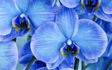 1920x1080px 1080p Free Download Blue Orchids Background With