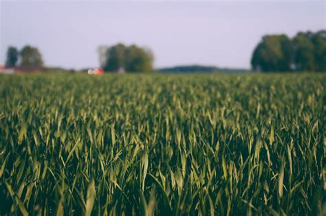 Free Images Landscape Tractor Field Farm Wheat Prairie
