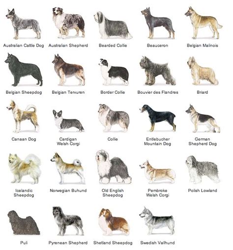 Pin On Dog Breeds