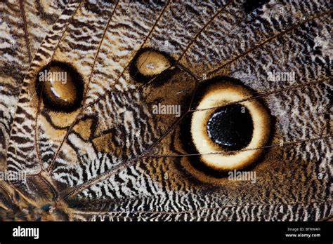 Close Up Detail Of The Underside Of An Owl Butterfly Wing Stock Photo