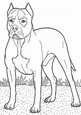 Boxer Coloring Dog Backyard Guarding Boxers Dogs Tocolor Sheets Hard Button Using sketch template