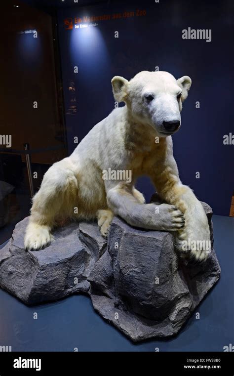 Preparation Of The Polar Bear Ursus Maritimus Knut From The Berlin
