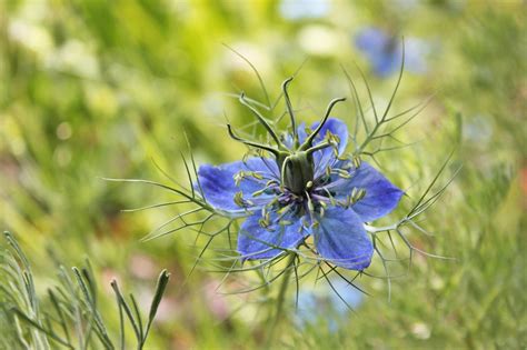 12 Types Of Garden Plants With Blue Flowers