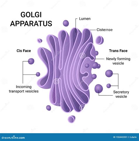 Illustration Of The Golgi Apparatus Structure Vector Infographics
