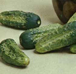 Don't forget to come back to team pest usa for fresh articles! Calypso Hybrid Pickling Cucumber at cooperseeds.com