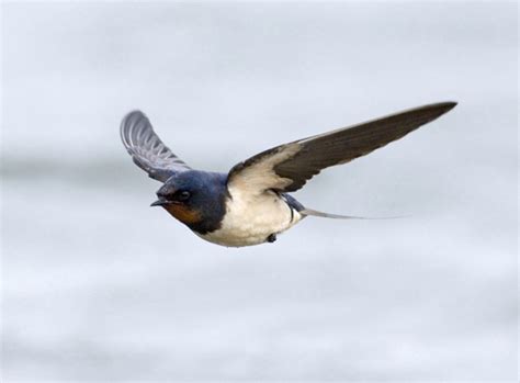Burung ini dapat dengan mudah ditemukan di daerah. Khasiat sehat sarang burung walet - Reps Indonesia ...