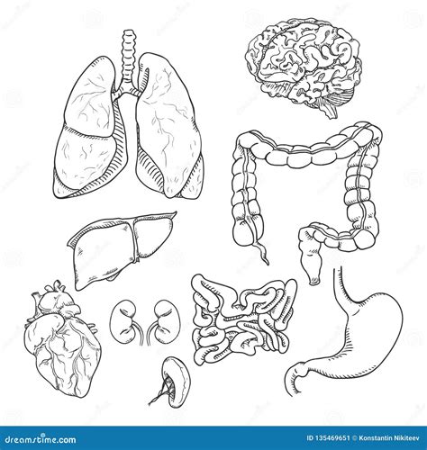 Vector Sketch Set Of Anatomical Human Organs Stock Vector