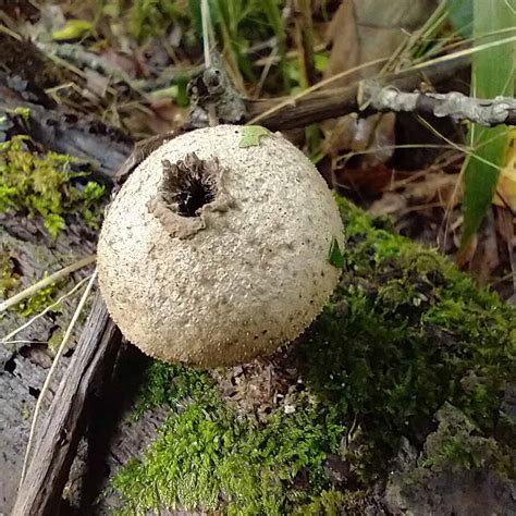 Common Puffball Lycoperdon Perlatum Western Carolina Botanical Club