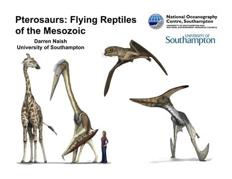 Pterosaurs Flying Reptiles Of The Mesozoic Darren Naish University Of Southampton Docslib