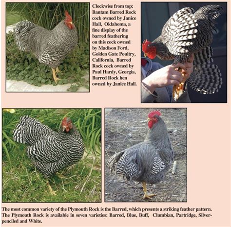 Plymouth Barred Rock Chickens The Original Heirloom Chicken Breed
