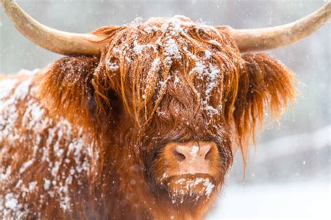Highland Cattle Close Up Of Face Stock Photos Pictures And Royalty Free