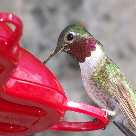 We did not find results for: How to Make Sugar Water for Hummingbirds | Sugar water for ...