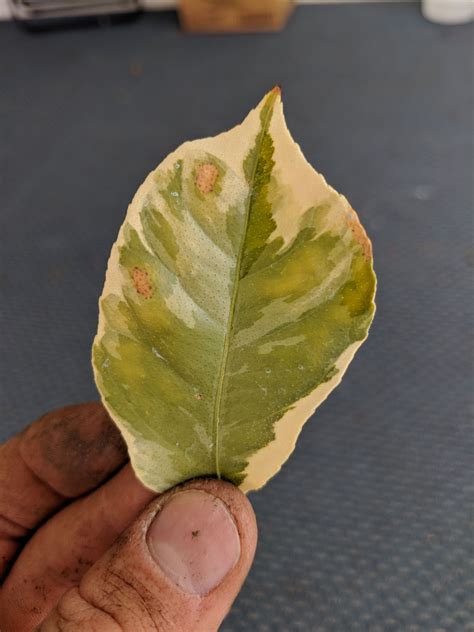 Brown Spots On Leaves Of Lemon Tree Goimages Io
