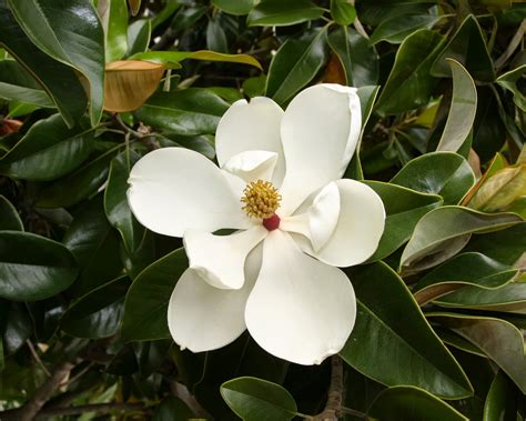 Manfaat Dan Khasiat Bunga Magnolia Magnolia Grandiflora Tanaman Herbal