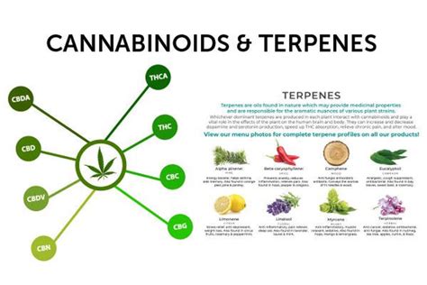 Entourage Effect How Cannabinoids And Terpenes Work Together Learn What Is The Entourage Effect