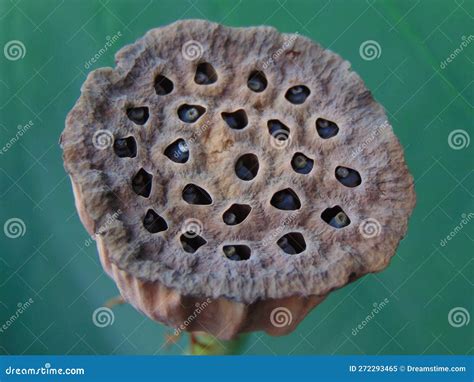 Dried Lotus Seed Pods Photo Stock Image Image Of Macro Natural