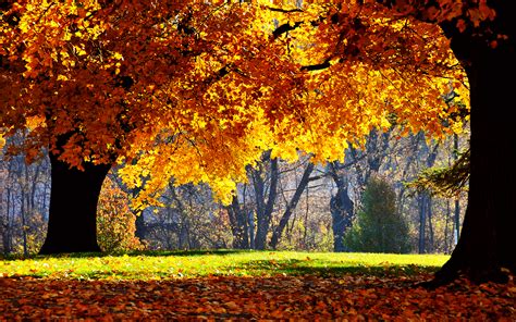 Leaves Of Tree Turning Yellow And Some Falling Combined With Green