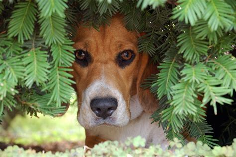 Hiding In Dogs Definition Cause Solution Prevention Cost