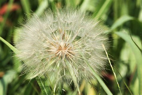 Salsify Seed Head Close Up Free Stock Photo Public Domain Pictures