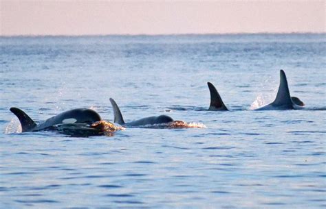 Navy To Continue Tormenting Orca Pods In The San Juan Islands W High