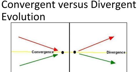 Convergent Vs Divergent Evolution Google Slides