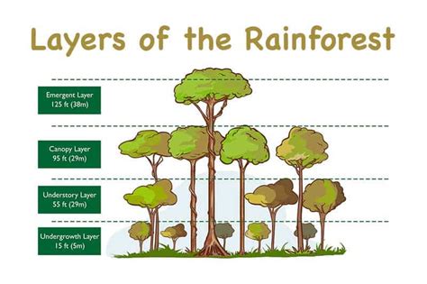 The 4 Layers Of The Rainforest With Diagrams Wildlife Informer