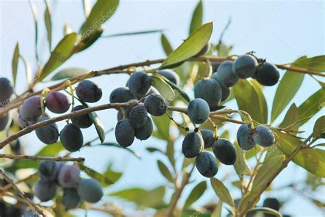 Black Olives On Branch Of Olive Tree Growing — Stock Photo