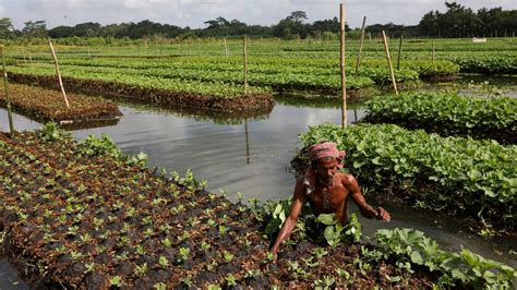 Photos Bangladesh Farmers Revive Unique Floating Farms Hindustan Times