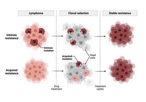 Treatment Resistance In Diffuse Large B Cell Lymphoma Where What And