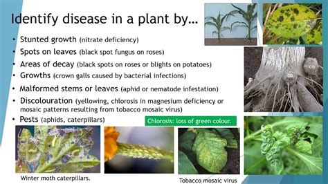 Detection And Identification Of Plant Disease Youtube