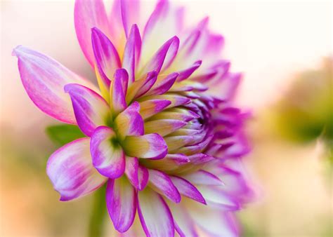 Free Photo Purple Micro Flowers Fresh Nature Macro Free Download