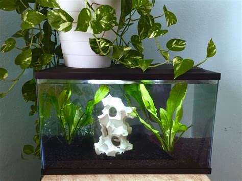 Pothos In Aquariums Types How To Grow And Care