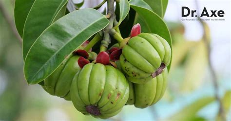 garcinia cambogia weight loss benefits or side effects dr axe