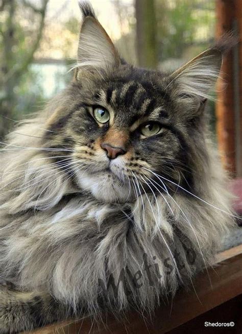 Check out our maine coon cat selection for the very best in unique or custom, handmade pieces from our mugs shops. Pin on Maine Coon Cats