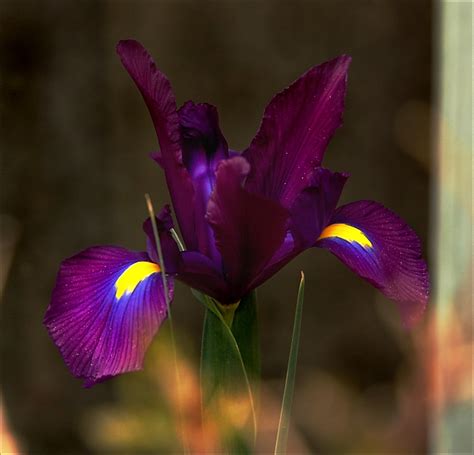 Best Time To See Black Iris In Jordan 2024 When To See Roveme