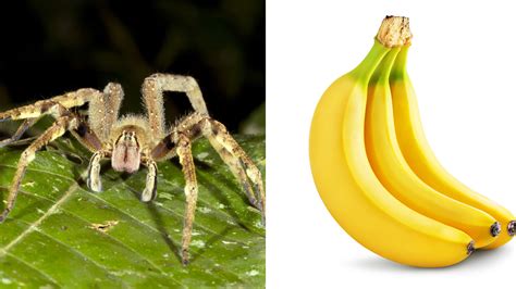 Bizarre Deadly Spider Found In Grocery Store Bananas Abc7 Los Angeles