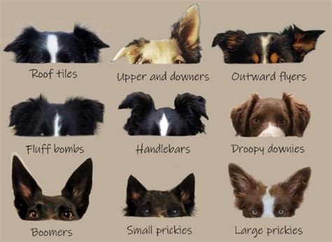 Dog Ear Positions Chart Pitbull