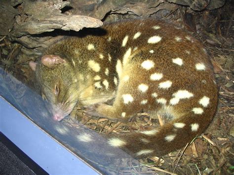 Spotted Tail Quoll Sleeping At Sydney Wildlife World Flickr