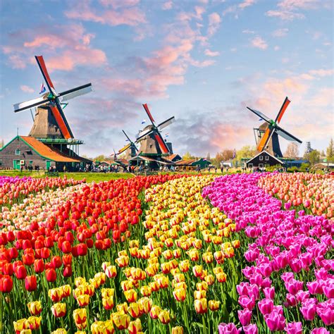 Netherlands Tulips And Windmills Wall Art Photography